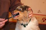 BROSSAGE DENTS 006